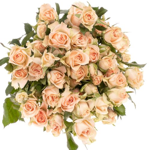 Rose verzweigt rosa Sweet Sara 5+Blüte 50cm