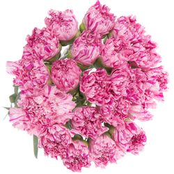 Nelke rosa Jubilee 70cm