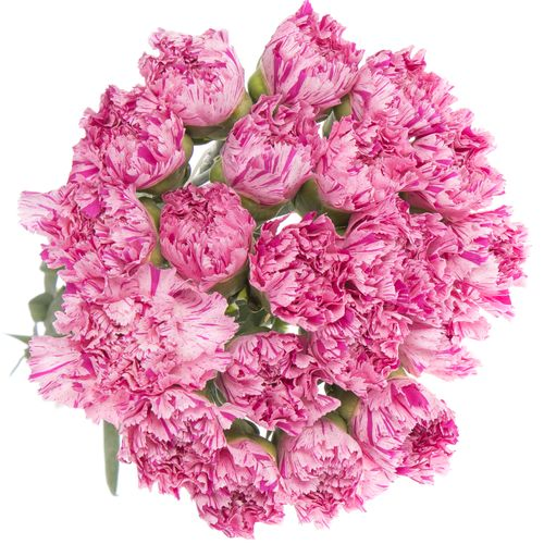 Nelke rosa Jubilee 70cm