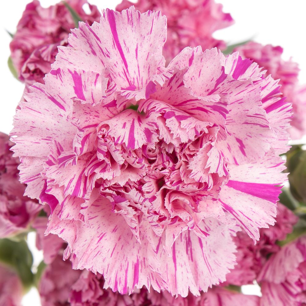 Nelke rosa Jubilee 70cm