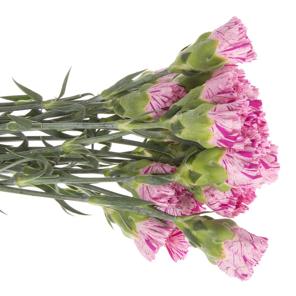 Nelke rosa Jubilee 70cm