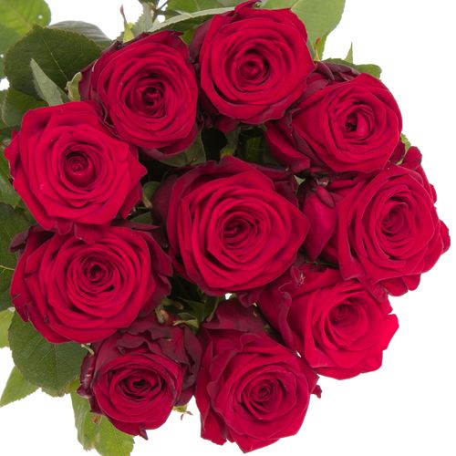 Rose rot Red Naomi (Porta Nova) Supra 100cm