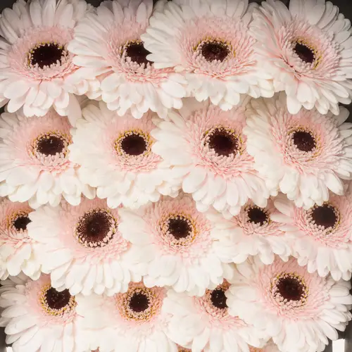 Germini rosa Kokomo
