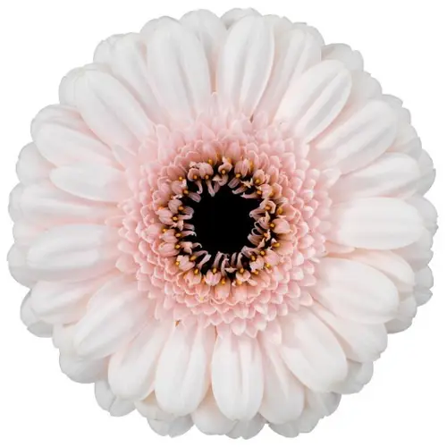 Germini rosa Kokomo