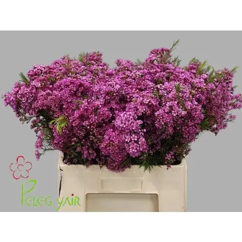 Wachsflower fuchsia Vega Blatt 40 Gramm 60cm