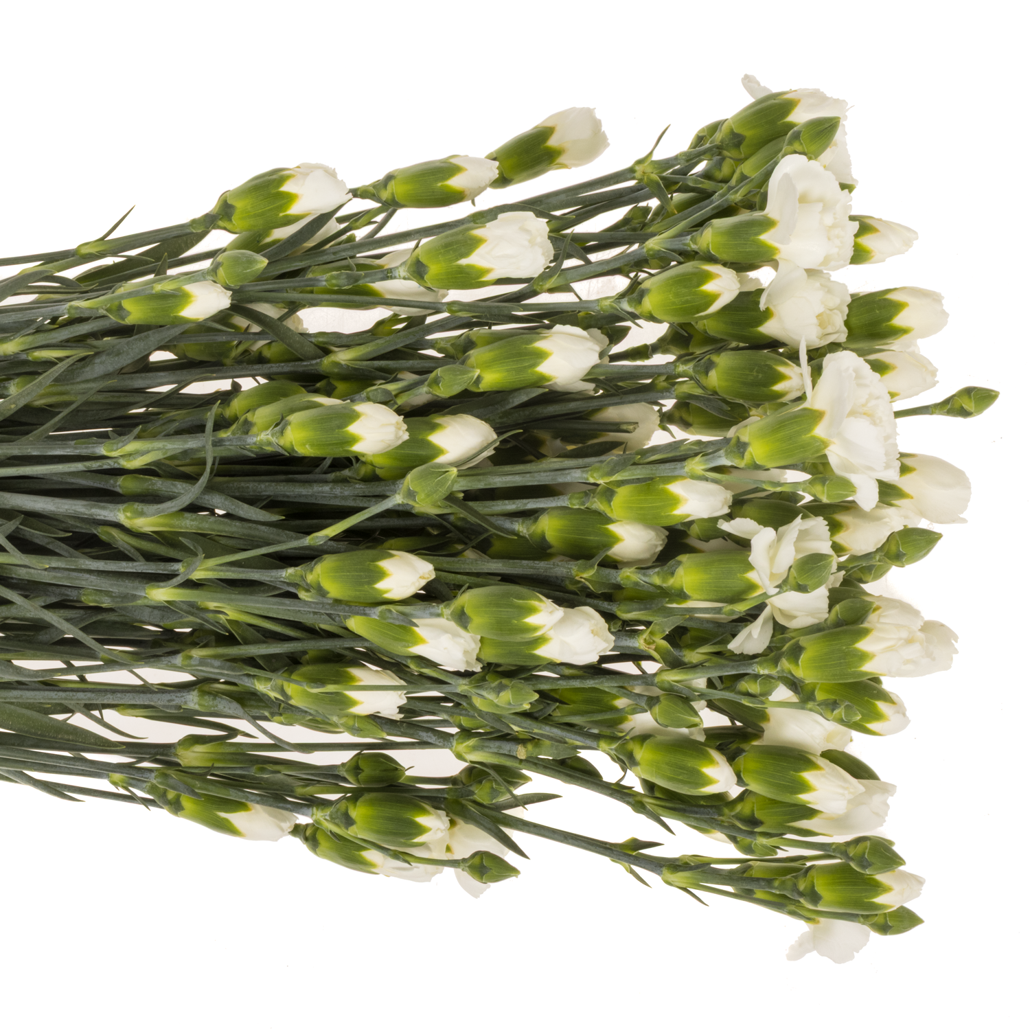 Spraynelke weiss Paloma 60cm X20