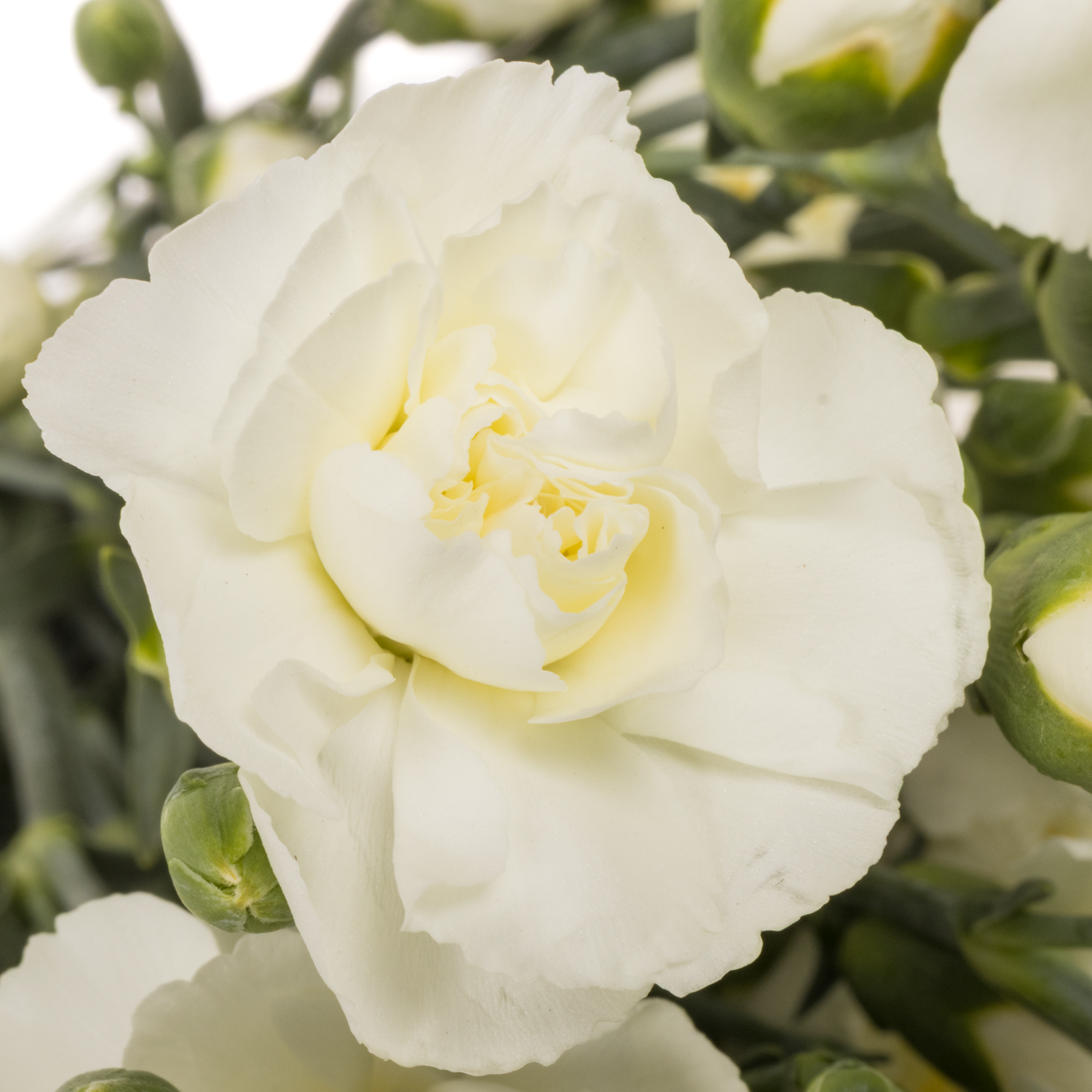 Spraynelke weiss Paloma 60cm X20