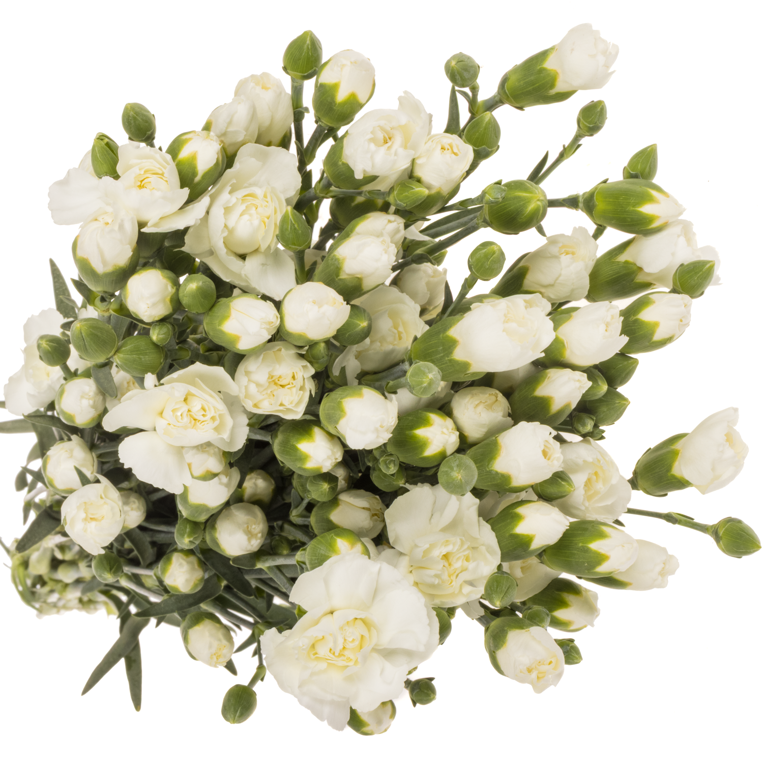 Spraynelke weiss Paloma 60cm X20