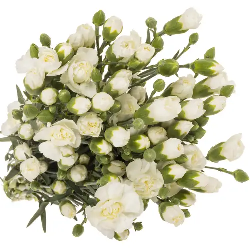 Spraynelke weiss Paloma 60cm X20