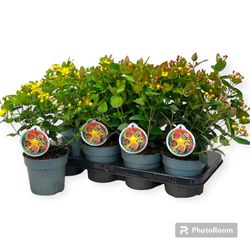 Hypericum Miracle mix T13 H35