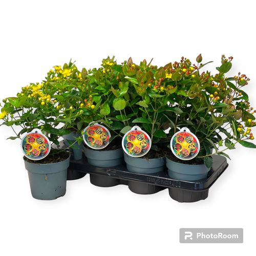 Hypericum Miracle mix T13 H35