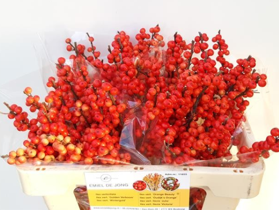 Ilex orange Oudijk s Orange 80cm