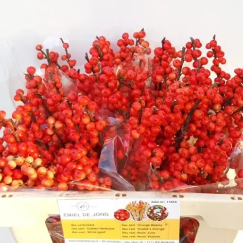 Ilex orange Oudijk s Orange 80cm