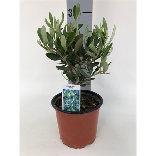 Olea Europaea T12 H030