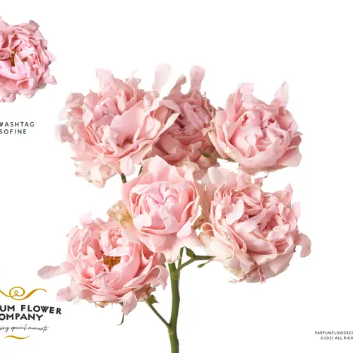 Rose verzweigt hell rosa Sofine 50cm