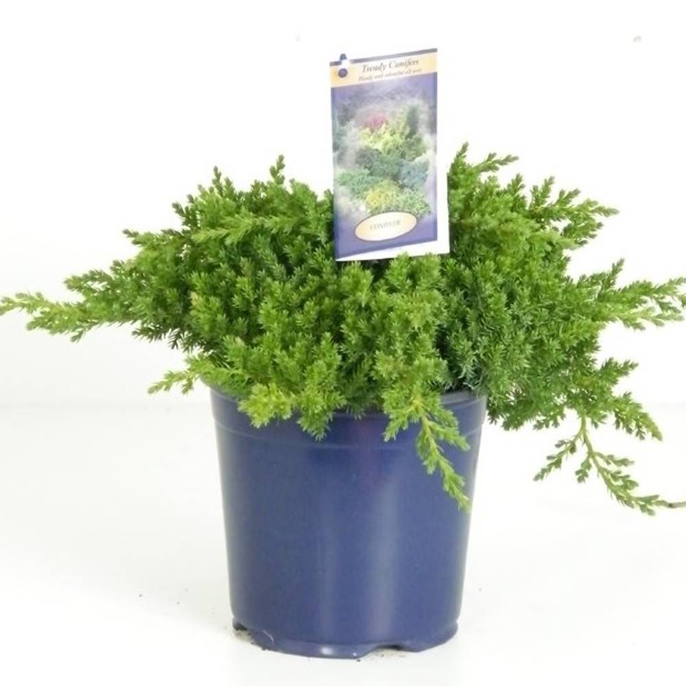 Juniperus Procumbens Nana T17 H30