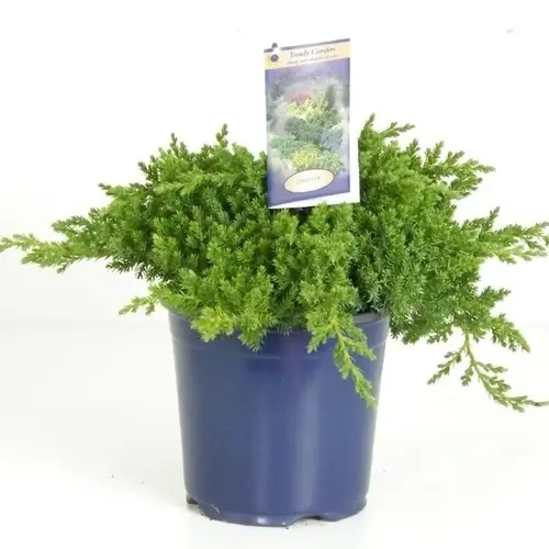 Juniperus Procumbens Nana T17 H30