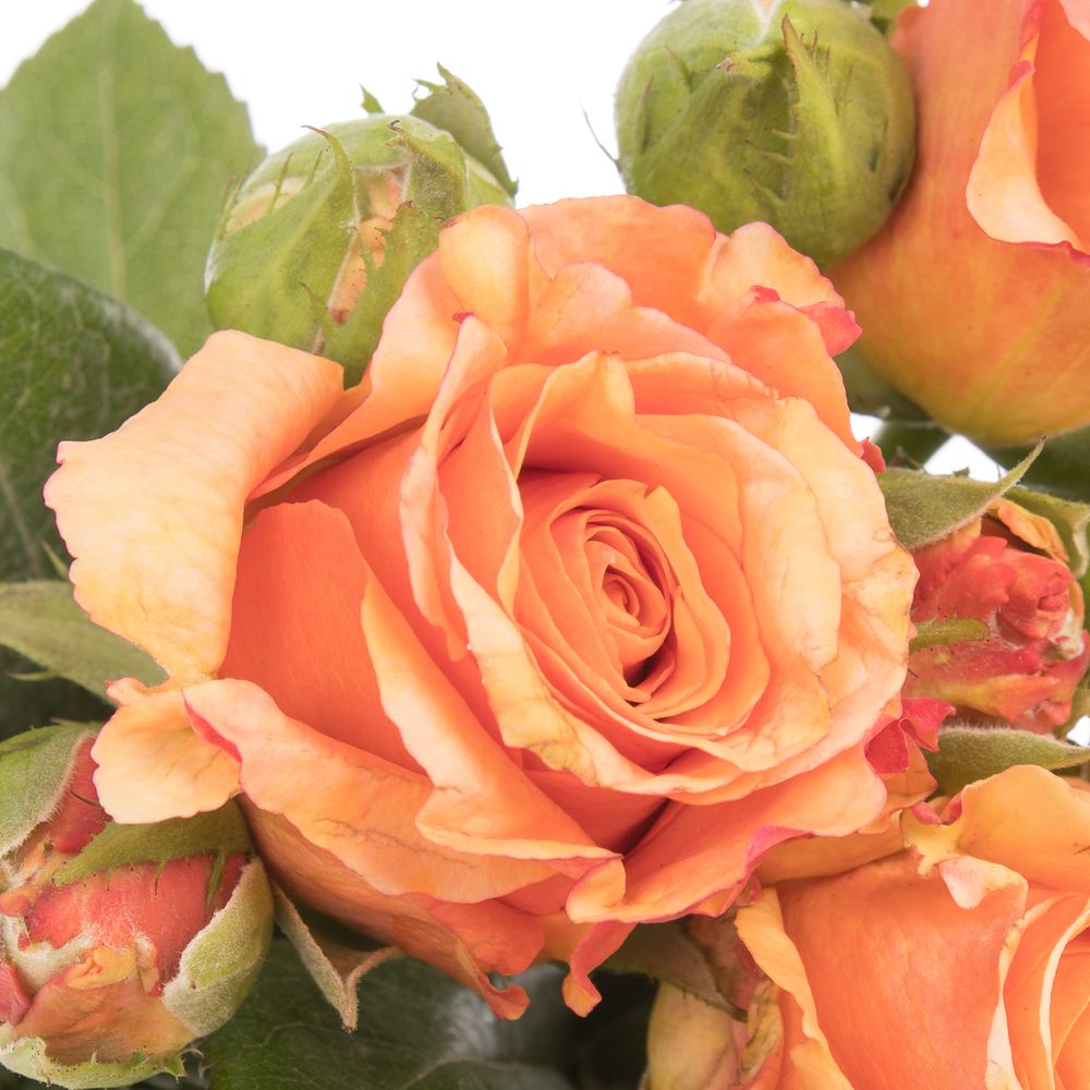 Rose Freiland orange/rot Milva 1+Blüte 50cm
