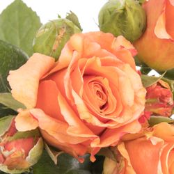Rose Freiland orange/rot Milva 1+Blüte 50cm