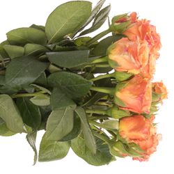 Rose Freiland orange/rot Milva 1+Blüte 50cm