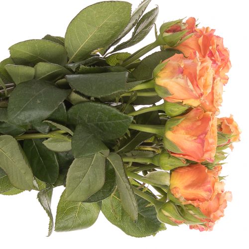 Rose Freiland orange/rot Milva 1+Blüte 50cm