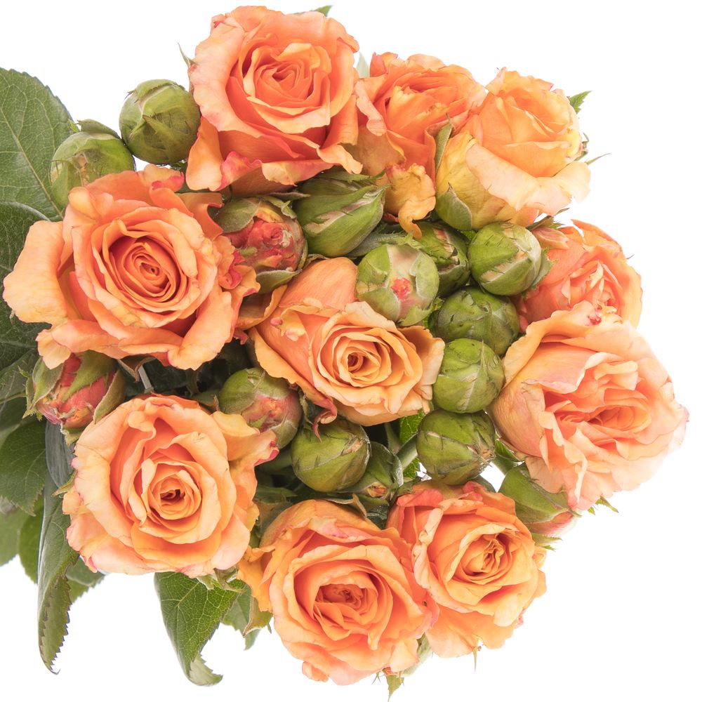 Rose Freiland orange/rot Milva 1+Blüte 50cm