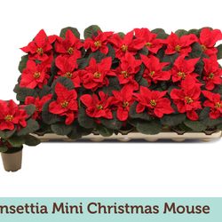 Poins.rot mini Christmas Mouse T06 H13