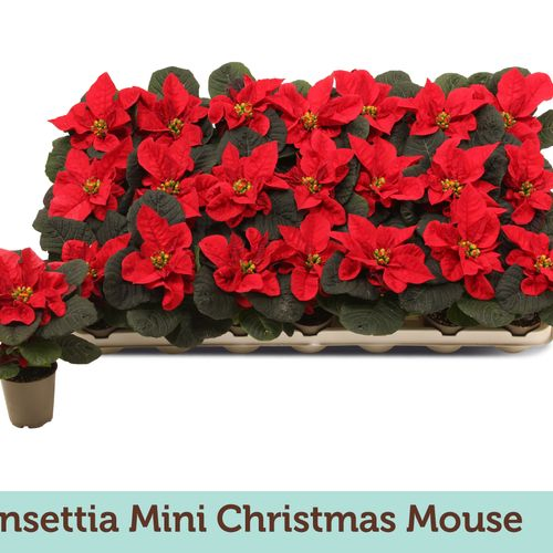 Poins.rot mini Christmas Mouse T06 H13