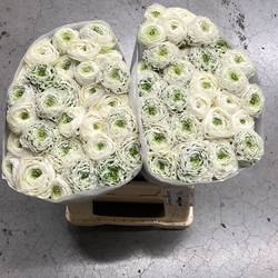 Ranunkel creme-dunkel grün Pon Pon Gianna 45cm x 30