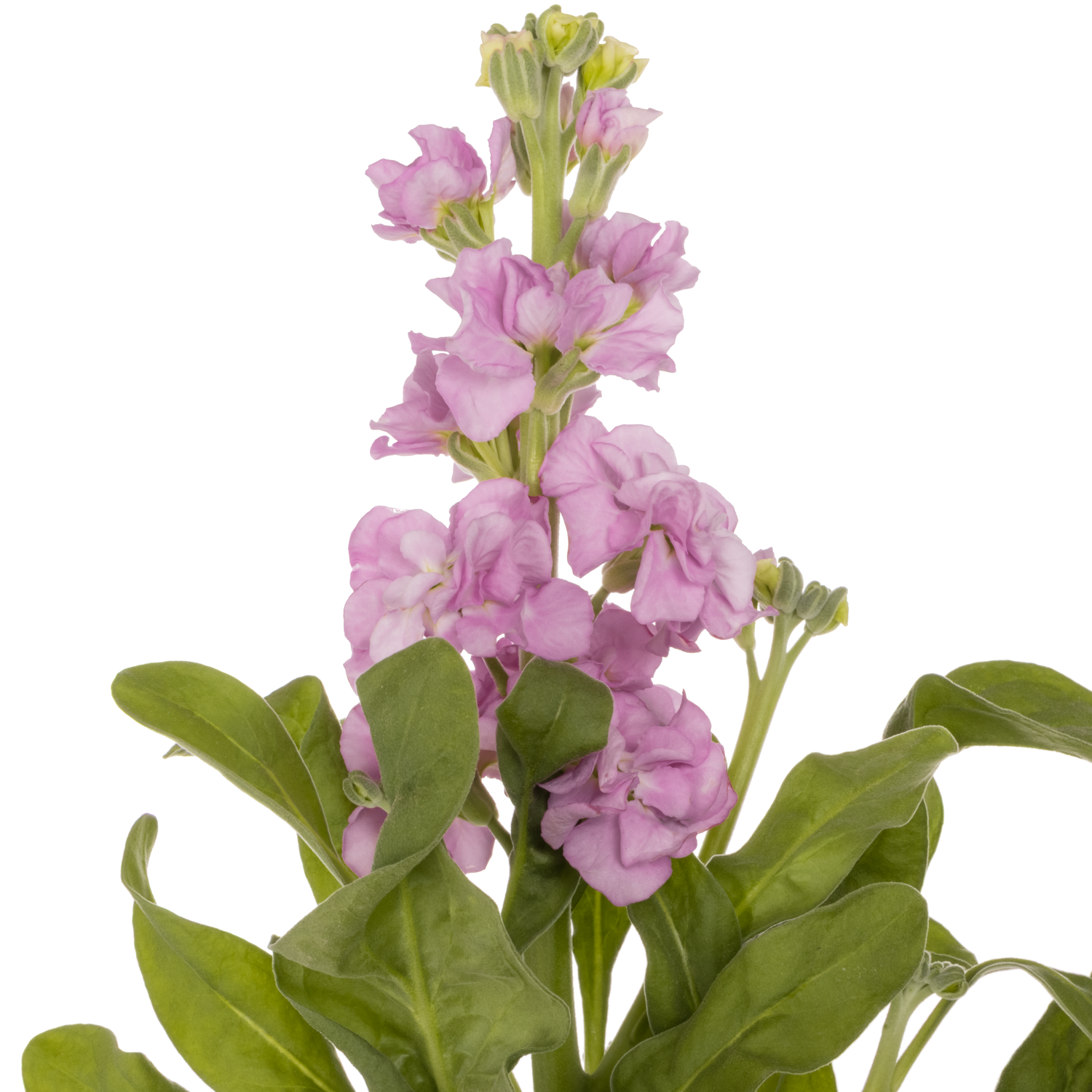 Levkoje rosa Iron Pink 55cm Italien