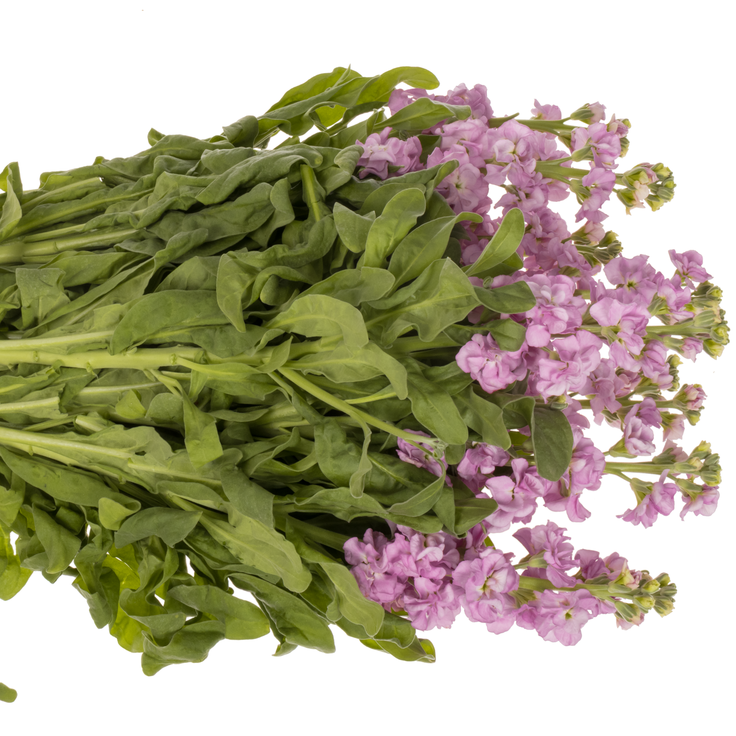 Levkoje rosa Iron Pink 55cm Italien