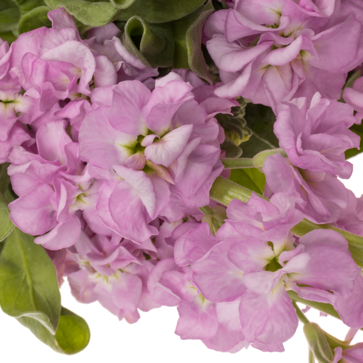 Levkoje rosa Iron Pink 55cm Italien