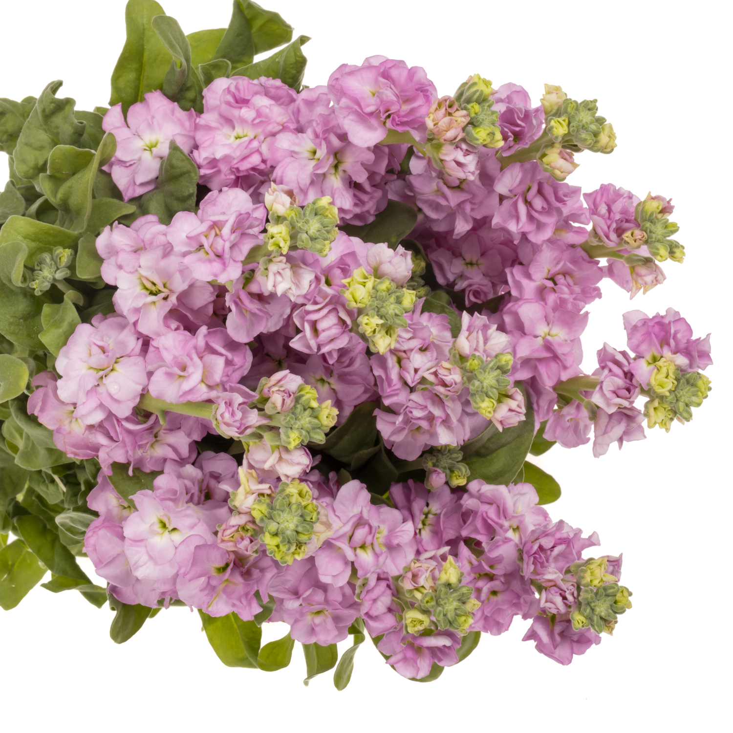 Levkoje rosa Iron Pink 55cm Italien