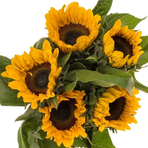 Sonnenblume gelb Sunrich Orange 45cm
