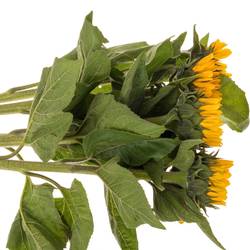 Sonnenblume gelb Sunrich Orange 45cm