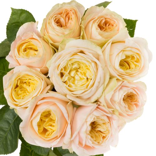 Rose apricot/lachs Priscilla gefüllt XL 60cm