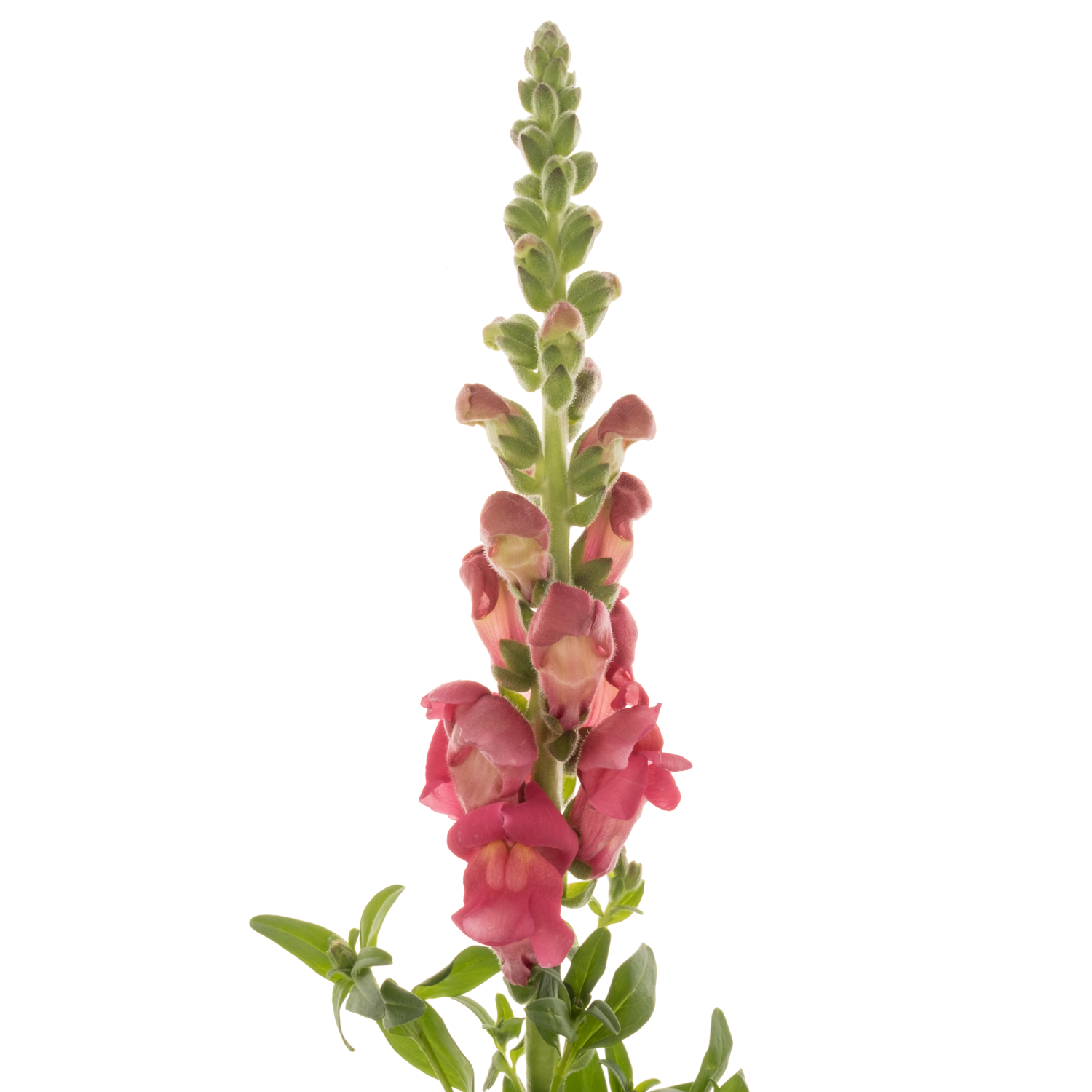 Löwenmaul dunkel rosa Cool Rose 80cm