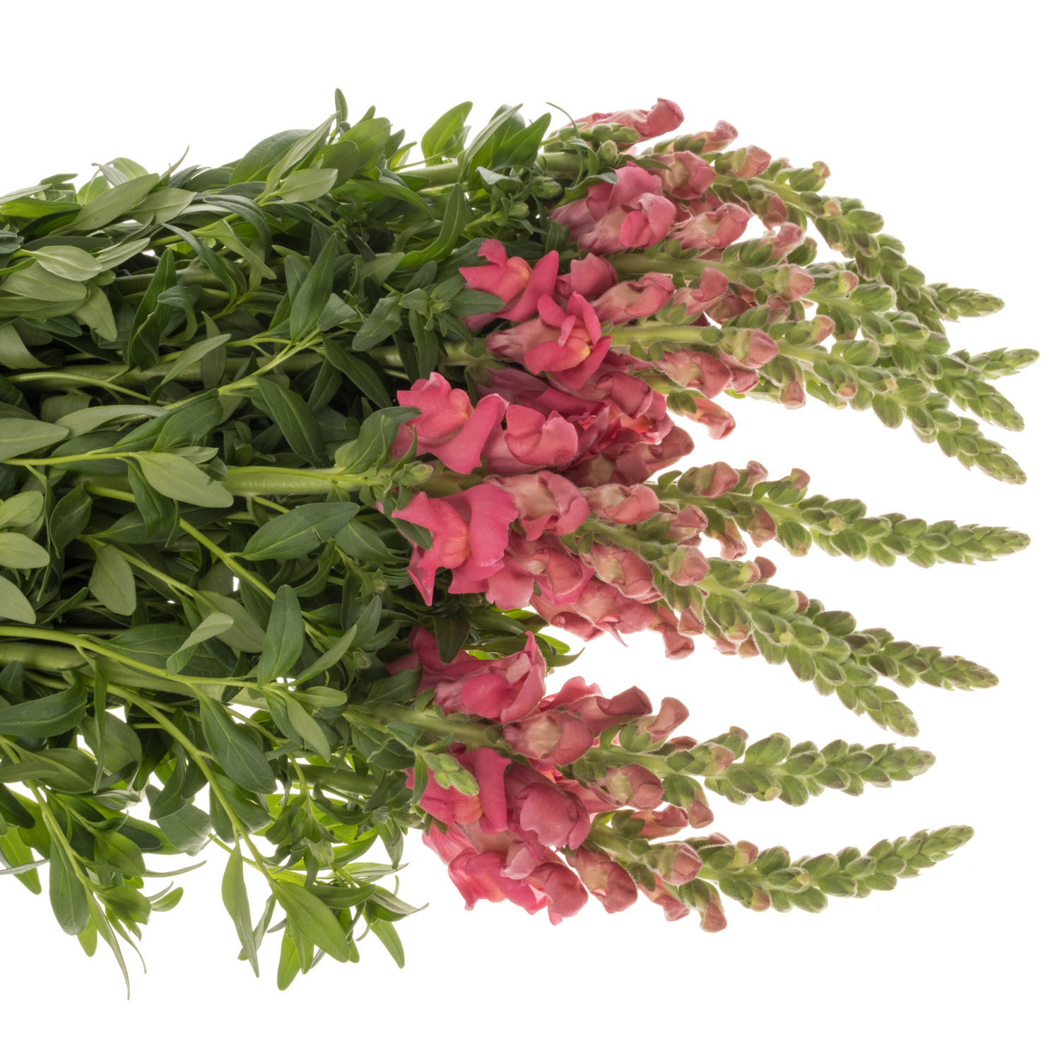 Löwenmaul dunkel rosa Cool Rose 80cm