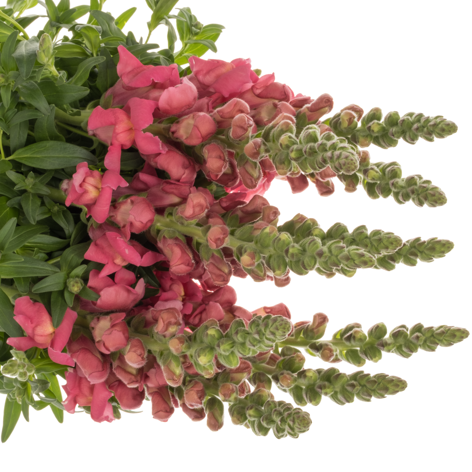 Löwenmaul dunkel rosa Cool Rose 80cm