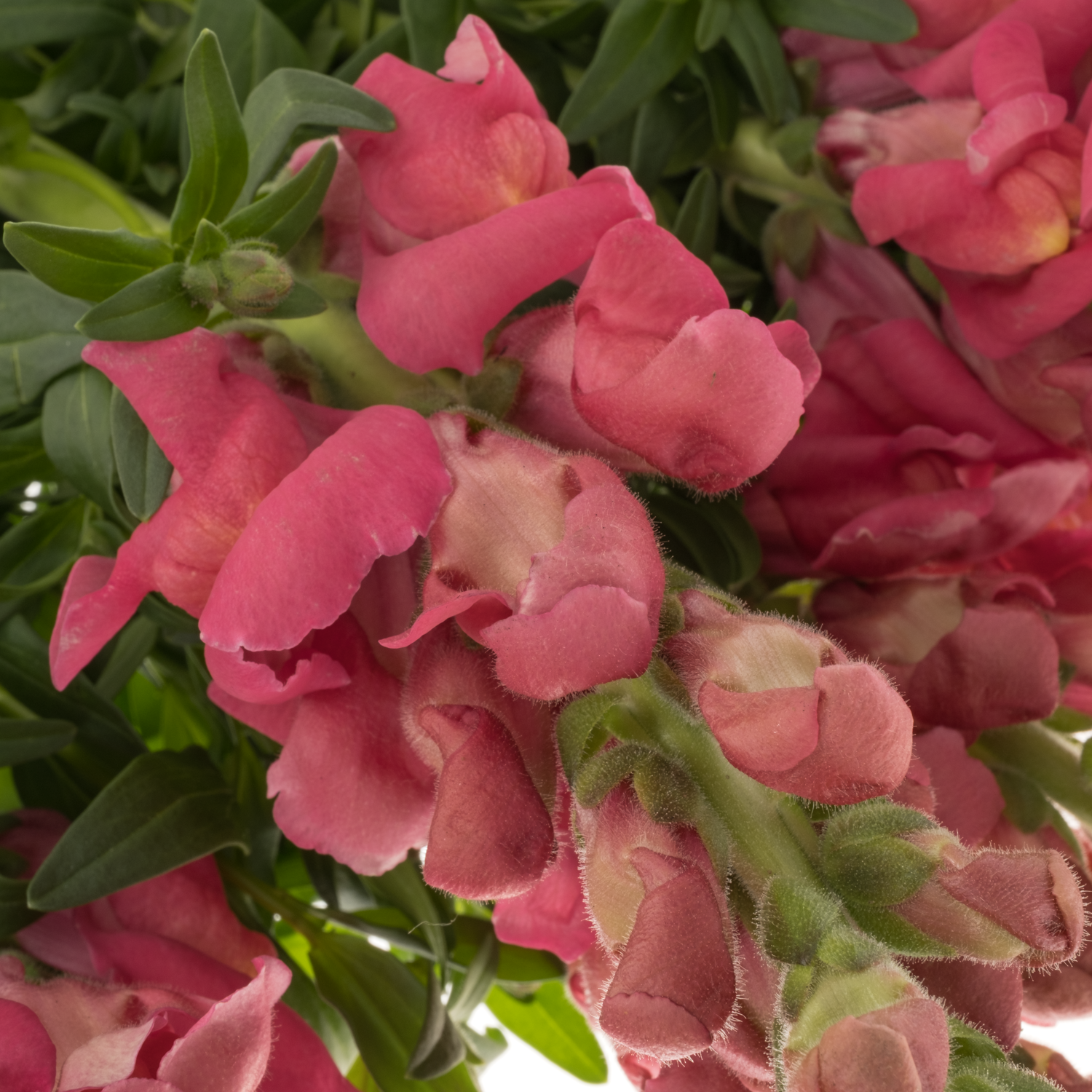 Löwenmaul dunkel rosa Cool Rose 80cm