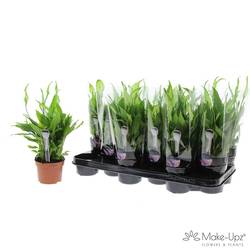 Spathiphyllum grün Chopin 8+ Make Upz(Gefa) T10,5 H030