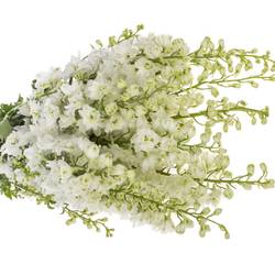 Delphinium weiss Centurion 100cm