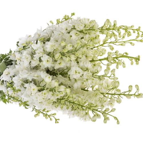 Delphinium weiss Centurion 100cm