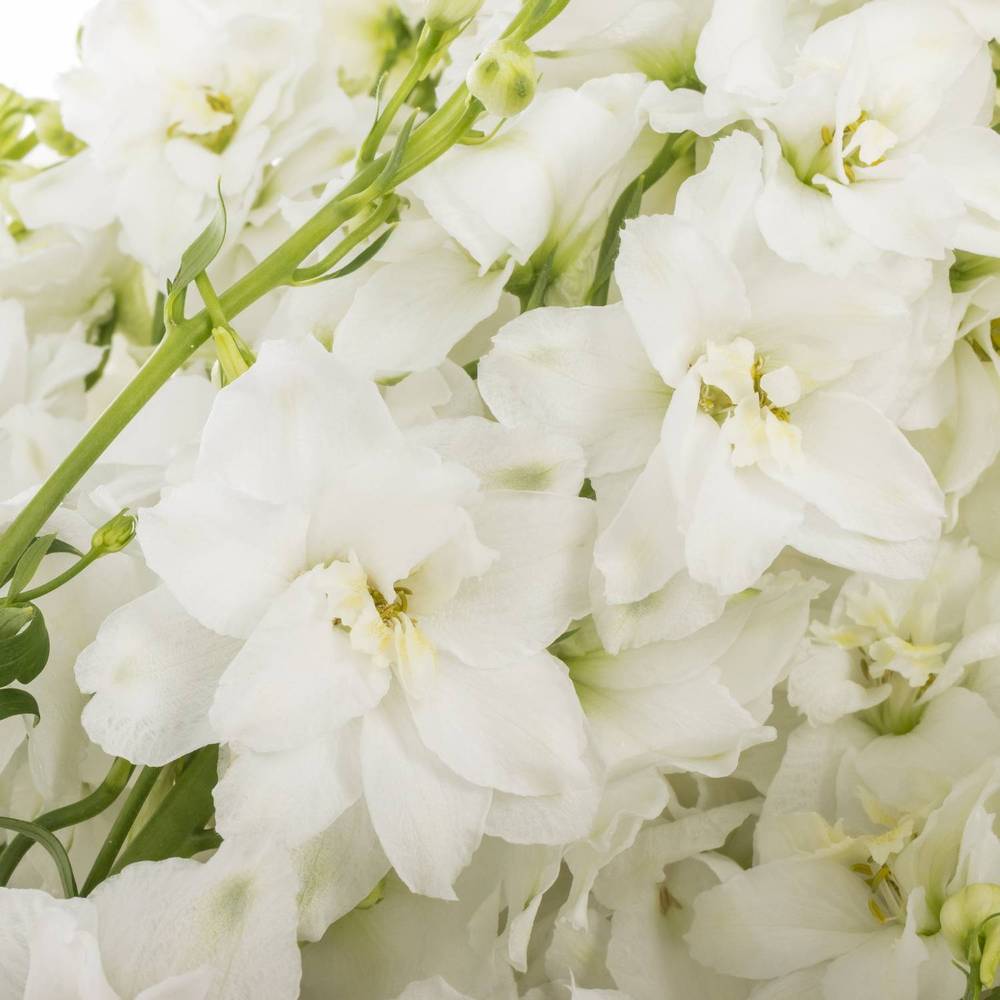 Delphinium weiss Centurion 100cm