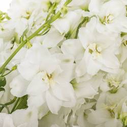 Delphinium weiss Centurion 100cm