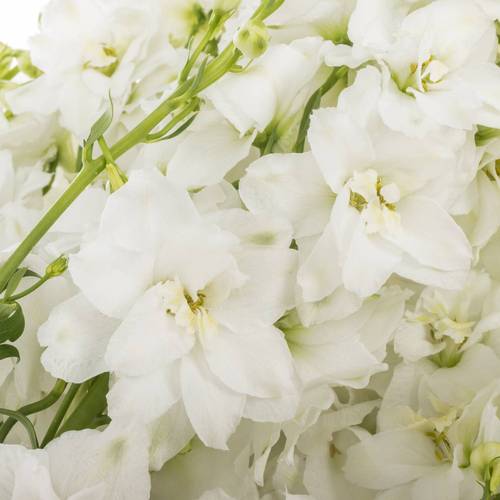Delphinium weiss Centurion 100cm