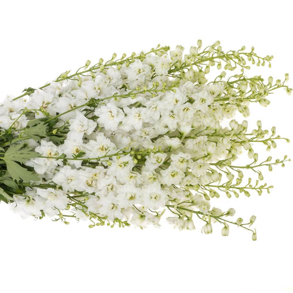 Delphinium weiss Centurion 100cm