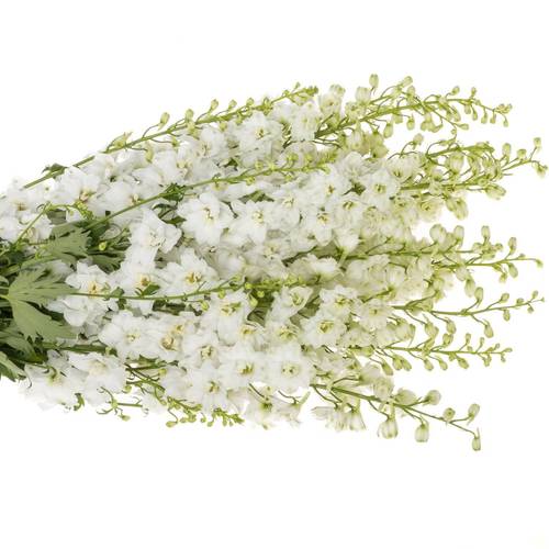 Delphinium weiss Centurion 100cm