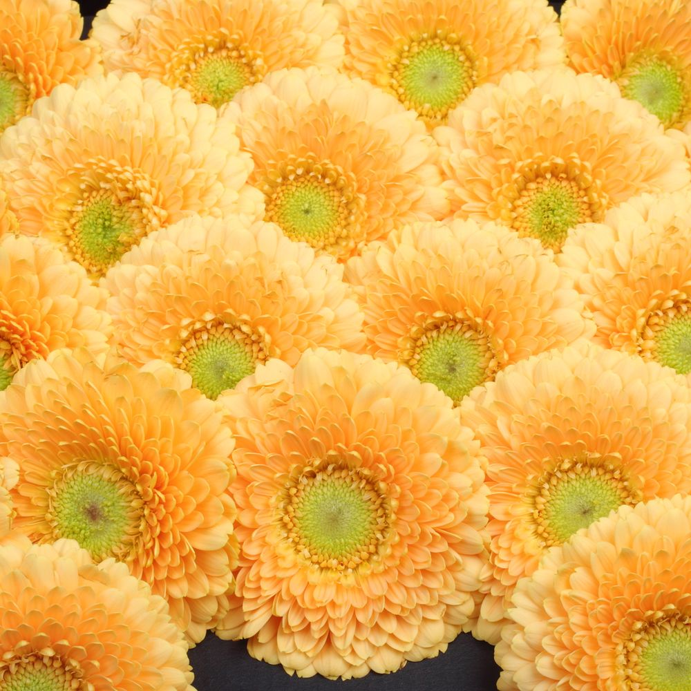 Germini aprico Pomponi Peachy