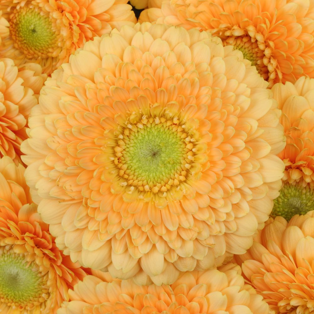 Germini aprico Pomponi Peachy
